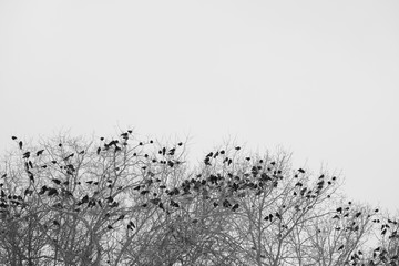 ravens on branch