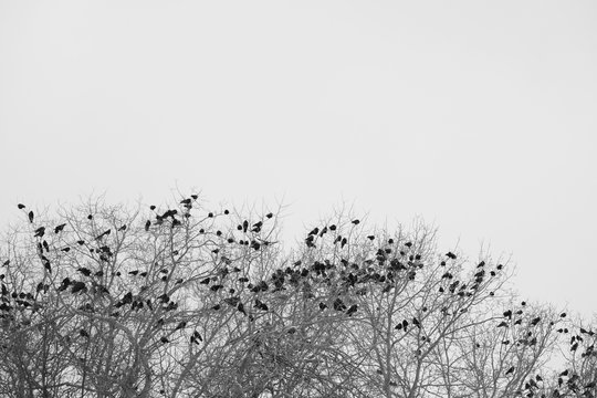 Fototapeta ravens on branch