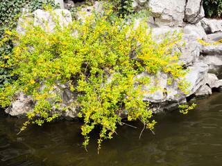 Obraz na płótnie Canvas Forsythia plant growing on a rock near water in Chinese garden