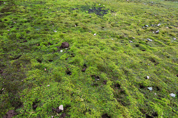 Beautiful green moss background. Close up. Pattern. The ground is covered with moss