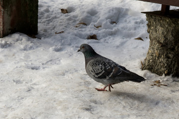 Pigeons on the snow. Slovakia