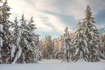 Winter snow covered forest
