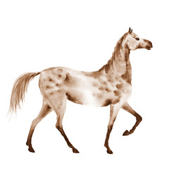 Sepia watercolor dapple grey horse. Beautiful hand drawing illustration on white