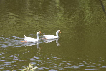 swan couple