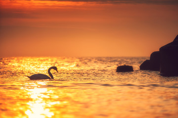 White swan in the sea with blue dark background on the sunrise.