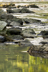 Creek Shaded by Green Leafy Tress in Summer