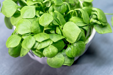 Winterpostelein - Gewöhnliches Tellerkraut