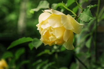 Yellow rose on the Bush in garden in summer.