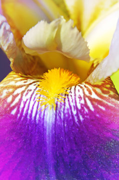 Beautiful iris flower closeup 