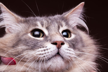 Close up photo of a cat