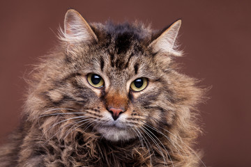 Big Maine Coon breed cat
