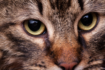 Naklejka na ściany i meble Close up eyes of cat