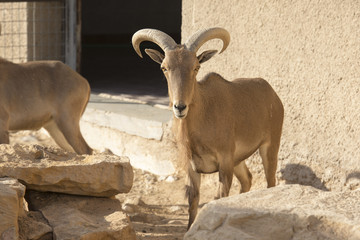 brown goats with long horns on stone 