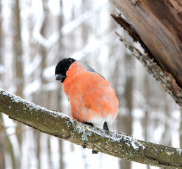 Bullfinch