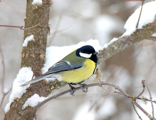 Titmouse