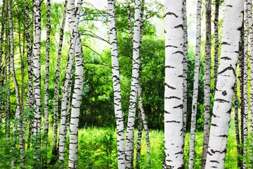 Foto op Plexiglas summer in sunny birch forest © janbussan
