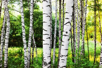Papier Peint photo Bouleau summer in sunny birch forest