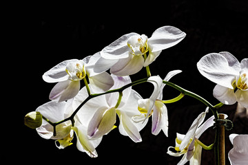 Obraz premium White orchid isolated on black