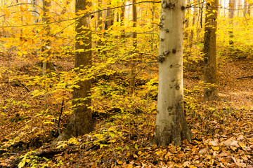 Obraz na płótnie Canvas Golden Beech Forest in Fall