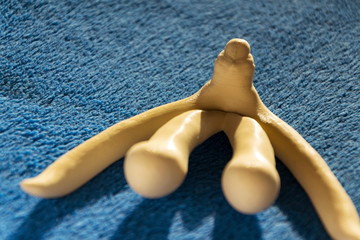 3d printed female sex organ clitoris for human anatomy lessons