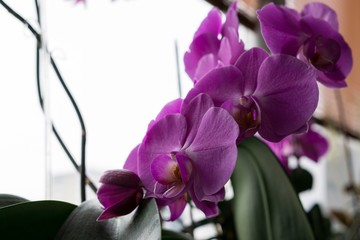 Purple Orchid blooming. Slovakia