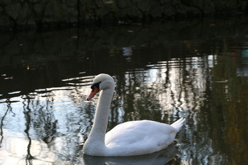 Fototapeta premium Swan swimming in a stream. Selective focus. 