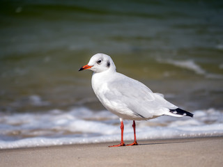 European herring gull