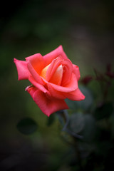 Beautiful red rose on a dark natural background