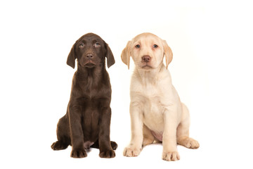 Blond and brown labrador retriever puppy facing the camera sitting on an isolated on a white...