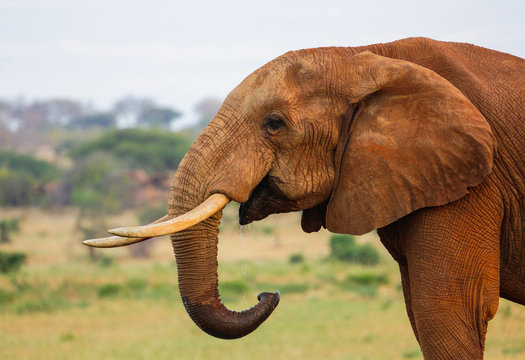 Fototapeta Red Elephant in Tsavo East National Park. Kenya.