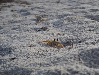 Krebs in Florida am Strand