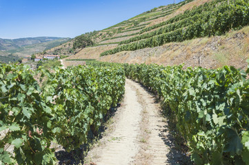 Fototapeta na wymiar Europe, Portugal, Douro Valley, Porto, a region that runs from the Spanish-Portugal border to the coast. Valley is lined with steeply sloping hills, vineyards.