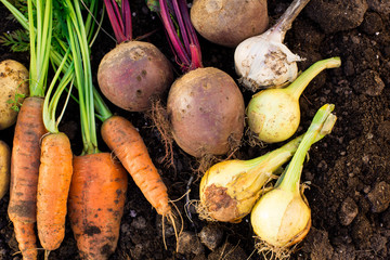Harvest of fresh vegetables on the ground, in garden background.
