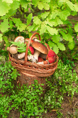Mushrooms on wooden background. Card on autumn or summertime. Forest harvest. Boletus, aspen, chanterelles, leaves, buds, berries. Top view