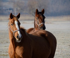 Horses in winter sun