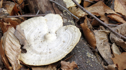 Forest Mushroom