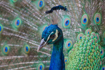 Peacock Close up Head Beak Eye prancing with tail feathers