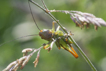 Grasshopper on a meadow enjoying good weather