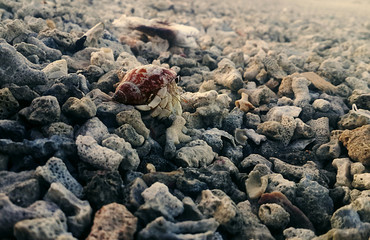 Crab in the shell looking at the red sea