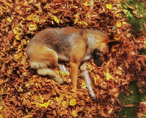 Dog sleeping in the autumn leaves