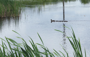 Duck and small ducklings in the pond