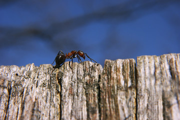 Ant on the top of world