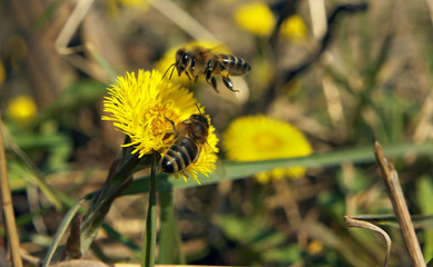Bee and yellow flower one collects nectar second one is flying