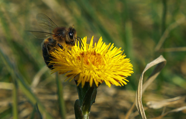Bee climbing on a yellow flower