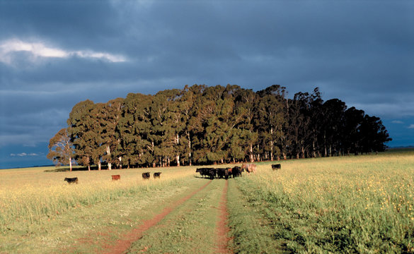 Angus pastoreando en el campo, Provincia de Buenos Aires Argentina.