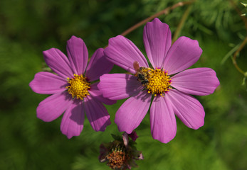 Purple cosmos flowers with bee on it