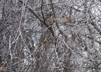 Sparrows sitting at the frozen branch