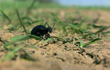 Black bug devil is running to hell