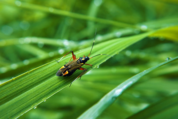 Colorfull bug at green grass
