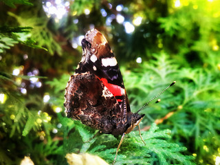 Black with red and white spots butterfly at the tree
